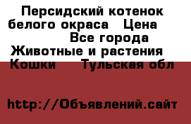 Персидский котенок белого окраса › Цена ­ 35 000 - Все города Животные и растения » Кошки   . Тульская обл.